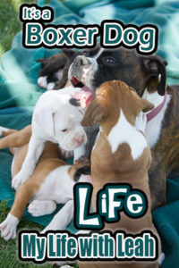 Its a Boxer Dogs Life blog