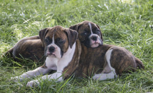 Boxer dogs are addicting, you just can't have one