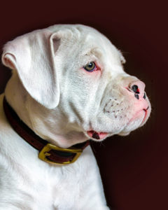 All about white boxer dogs, health, history and why these dogs are special