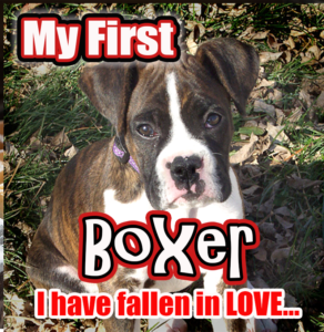 My First Boxer Puppy, I have fallen in love with this dog breed