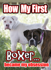 How my first Boxer dog became my obsession. 