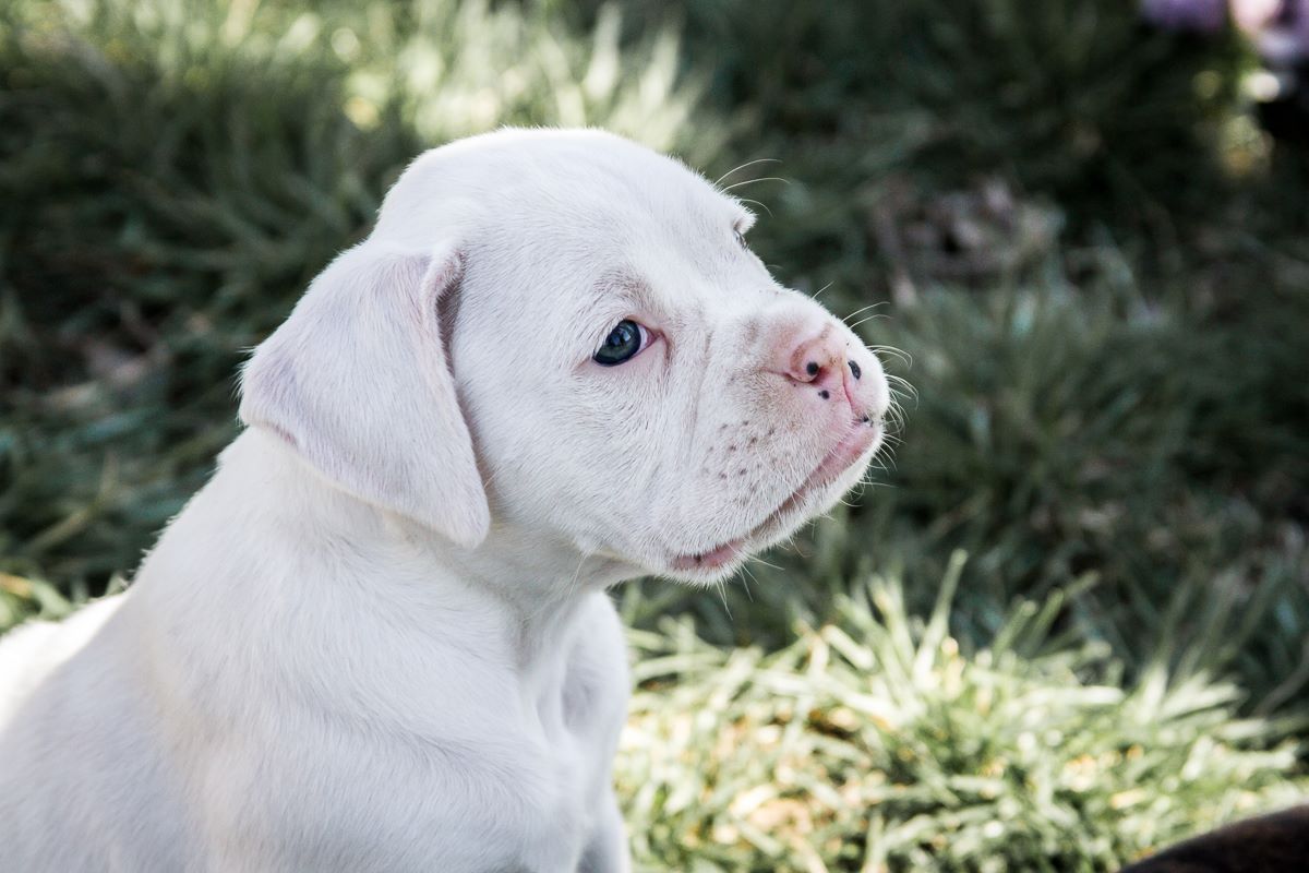 White Boxer Pictures from puppyhood to adult. Cuteness overload