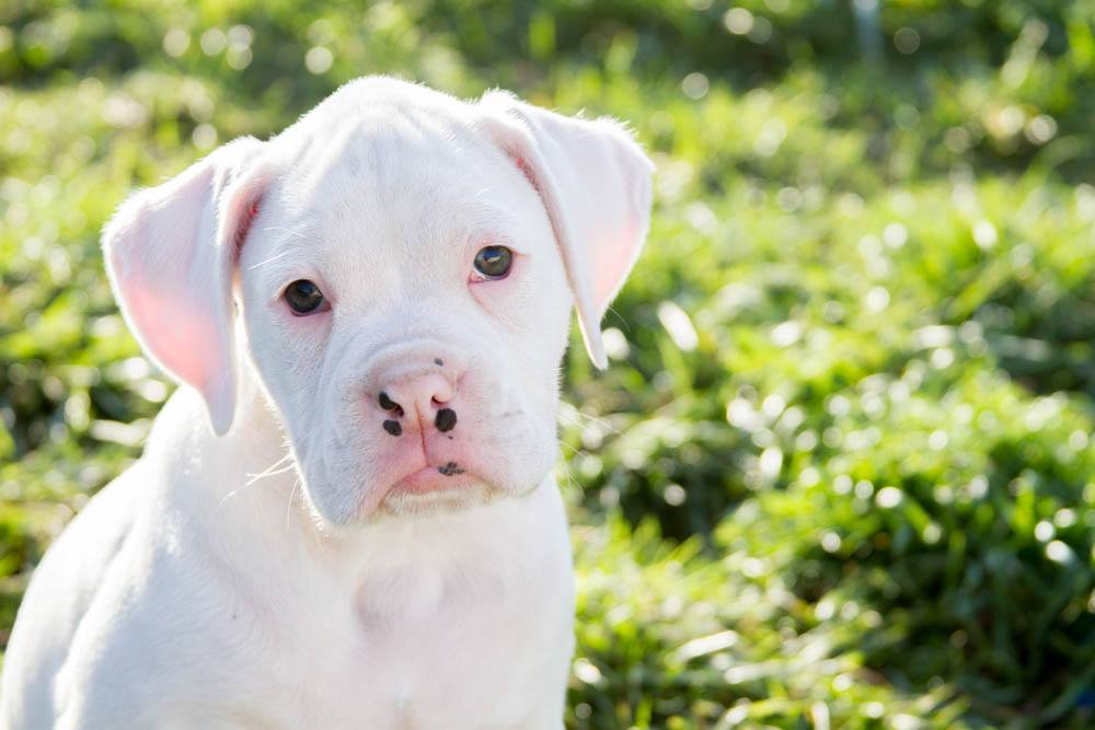 All white boxer puppies are the cutest dogs ever. They have amazing expressions on their faces.