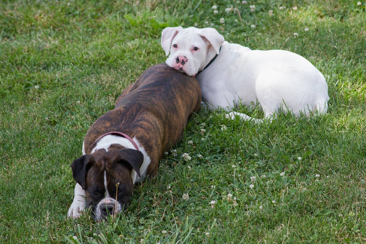 This white boxer pup rests his chin on Moms butt