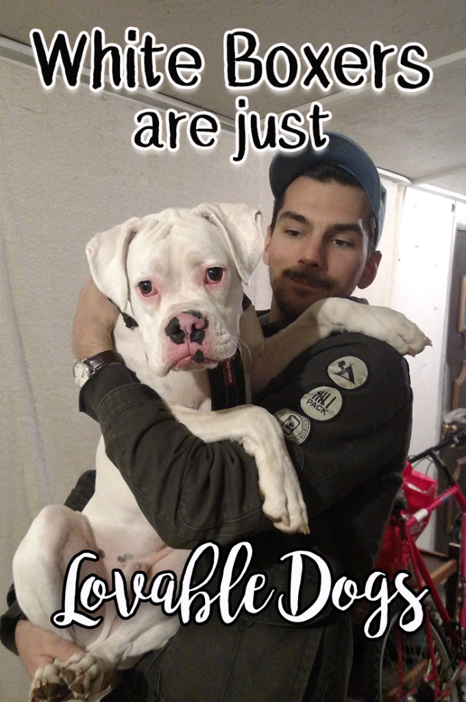 White boxers dogs are just lovable oversized puppies who will steal your heart