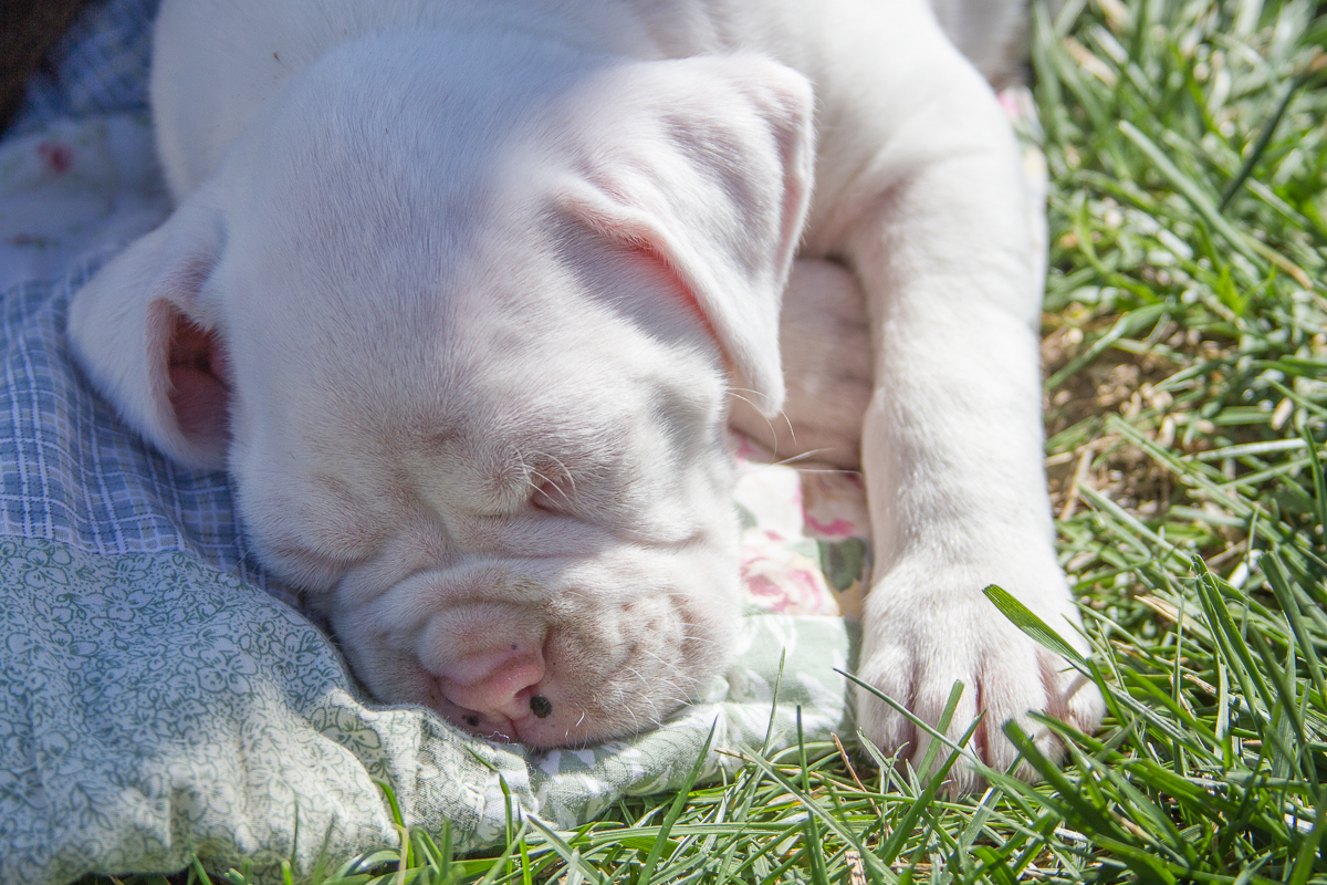 White Boxer puppy sleeping in the sun. Love White boxer puppies, then here is a whole gallery of white boxers dogs