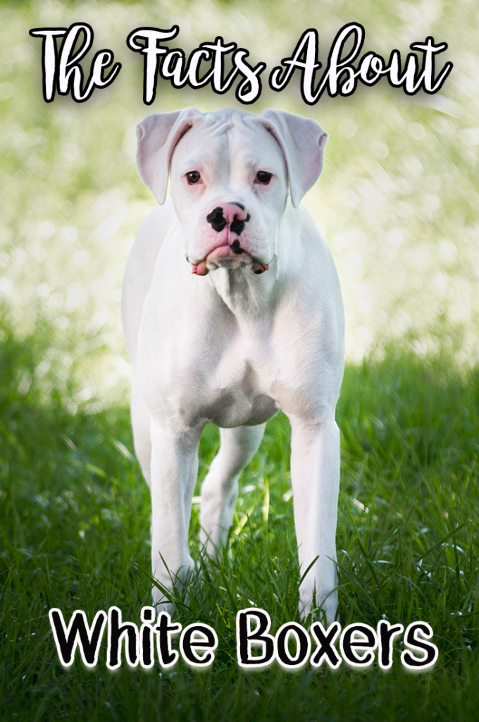 The facts about white Boxer dogs are very misleading. Most white Boxers are NOT deaf, or blind. Learn more about the facts about white Boxer dogs from someone who has raised several white Boxer pups.