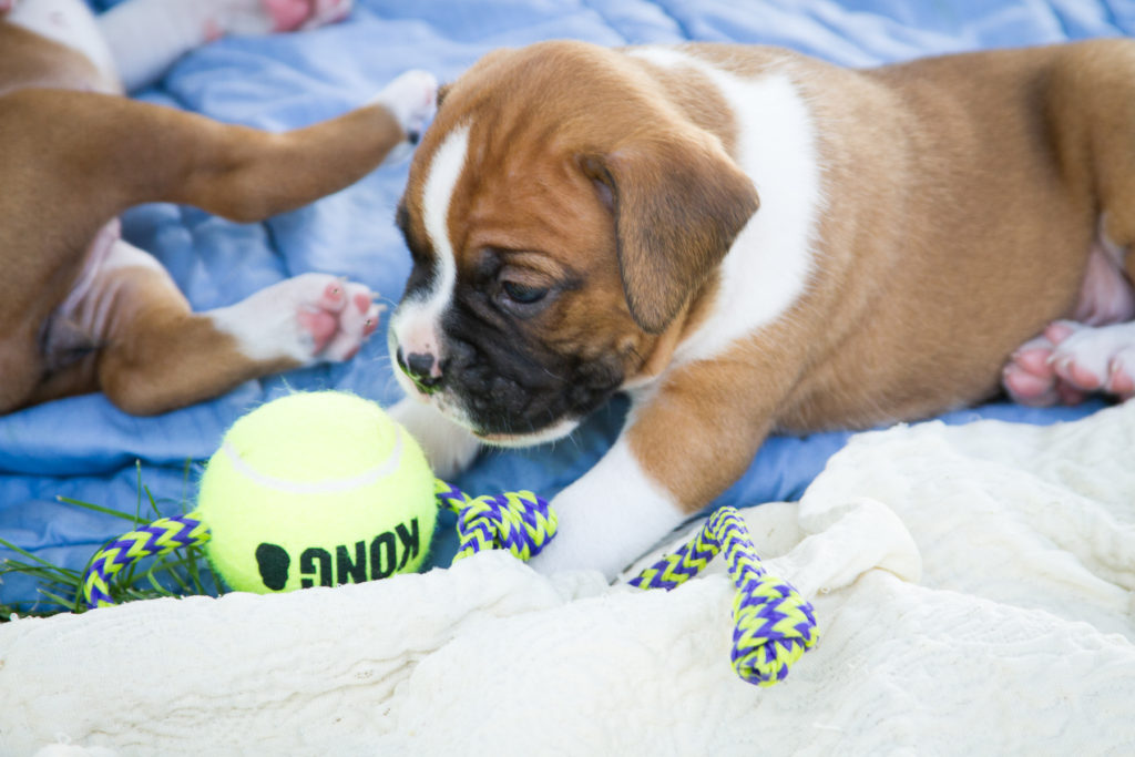 The best Boxer breeders pay attention to socializing puppies