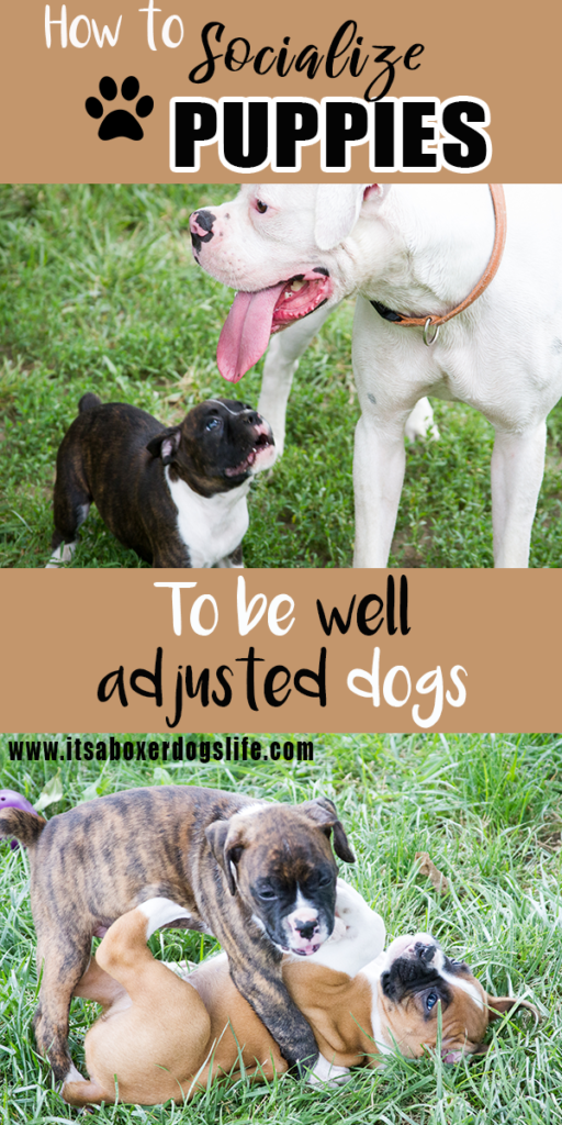 I am an AKC Boxer breeder, but I'm different than what you think. Early puppy training for socialization skills is important. Learn how early puppy training creates well adjusted and healthy puppies. 