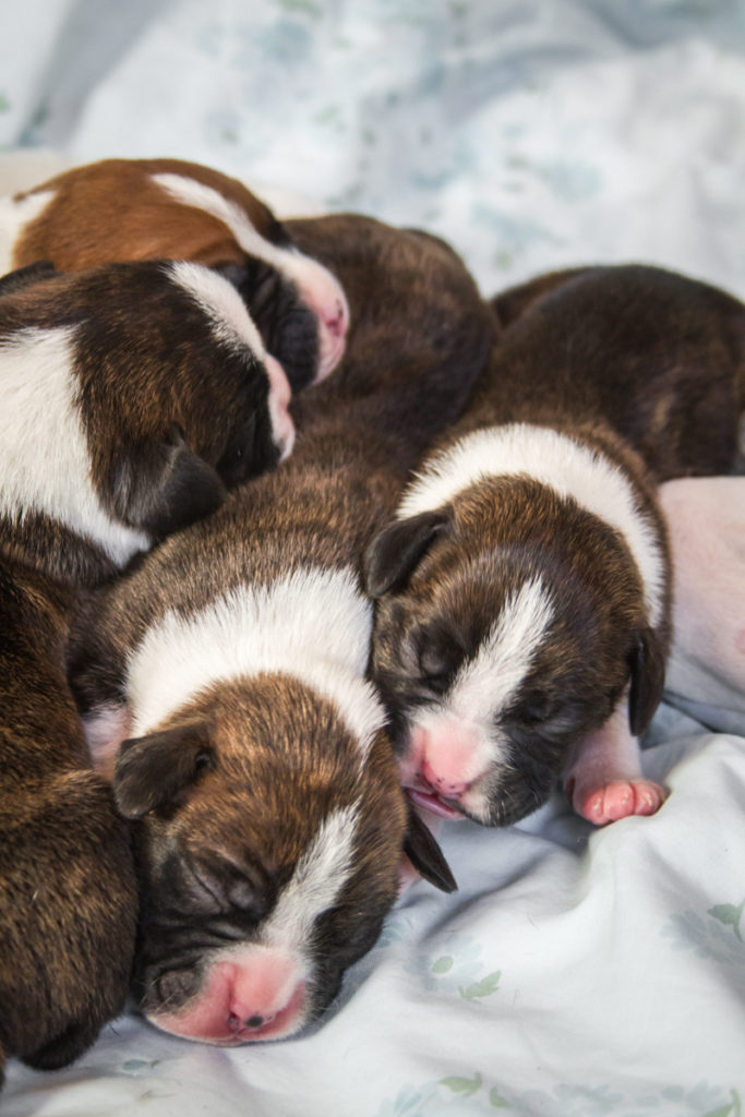 Before you bring a new puppy home there are questions to ask a dog breeder.