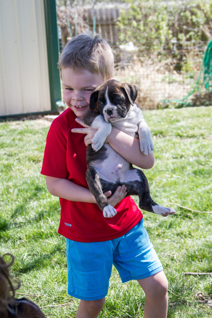 The best dog breeds for kids are ones who are easily trained, loyal and full of energy at the same time. Boxers are one of the dogs that are good kids dogs are they are patient, loyal, and protective.