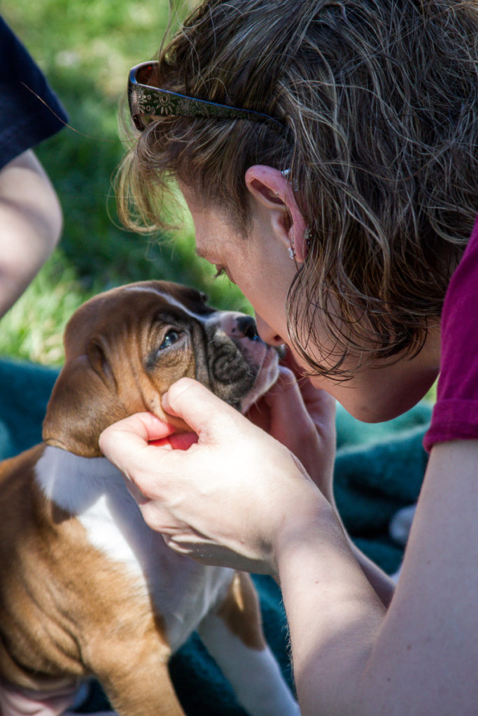 There are questions to ask when buying a puppy. If want to buy your new Boxer puppy from reputable dog breeders. 