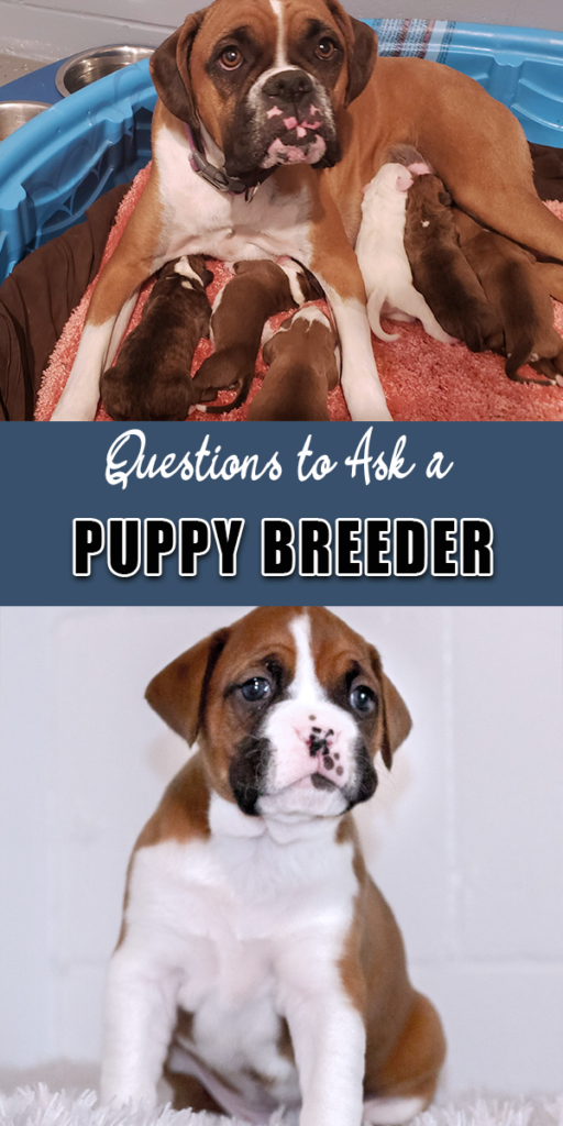 Questions to ask a dog breeder before buying a puppy. AKC Boxer breeders are typically the most reputable dog breeders who give health guarantees, does early puppy training and provides contracts and life long support. 