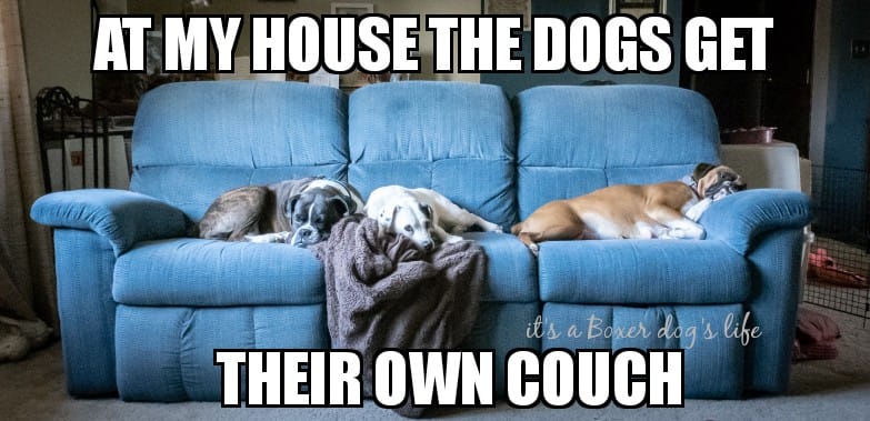 The best Boxer breeders are those who love their dogs as family members and care about the improvement of the Boxer breed and raising well adjusted and healthy puppies. 