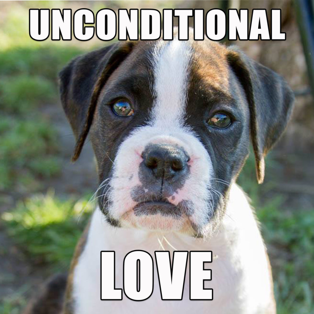 Questions to ask when buying a puppy. How to find a good dog breeder. 