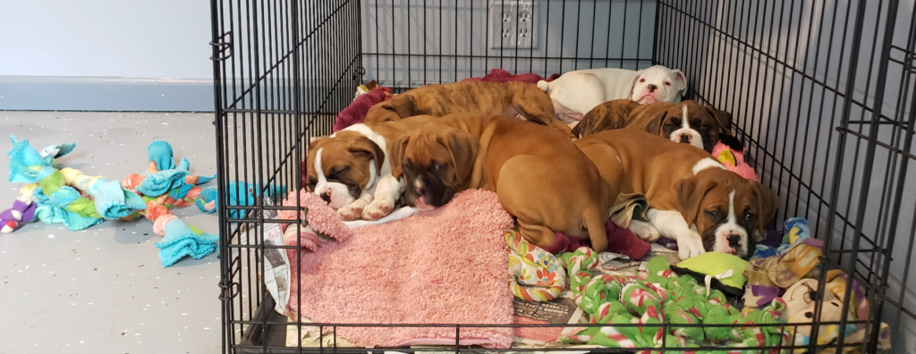 Crate training a dog