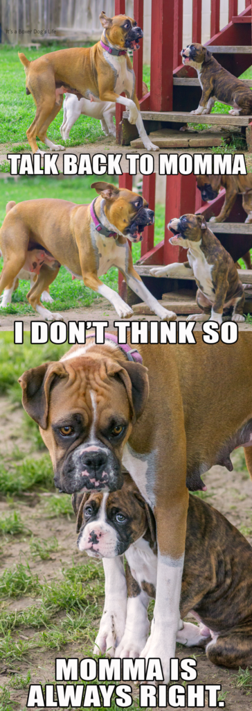 Mother dog and her puppies. Mama dogs teach and socialize their puppies. This is the perfect example. of a Mother Boxer teaching her puppy manners. 