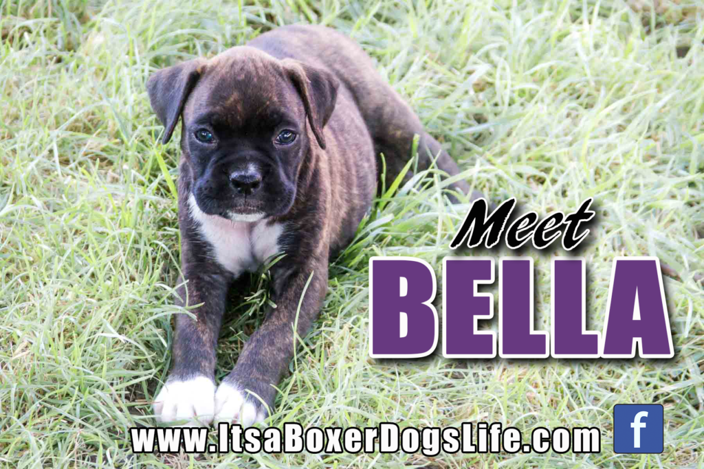 Meet Bella a sweet brindle Boxer puppy. See other cute pictures of Boxer puppies from flashy fawns, reverse brindles, and even white Boxer puppies. 