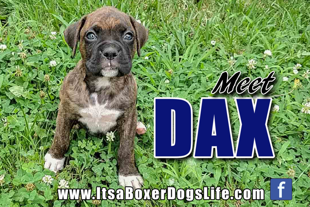 Meet Dax the Boxer puppy. See other cute pictures of Boxer puppies from flashy fawns, reverse brindles, and even white Boxer puppies. 