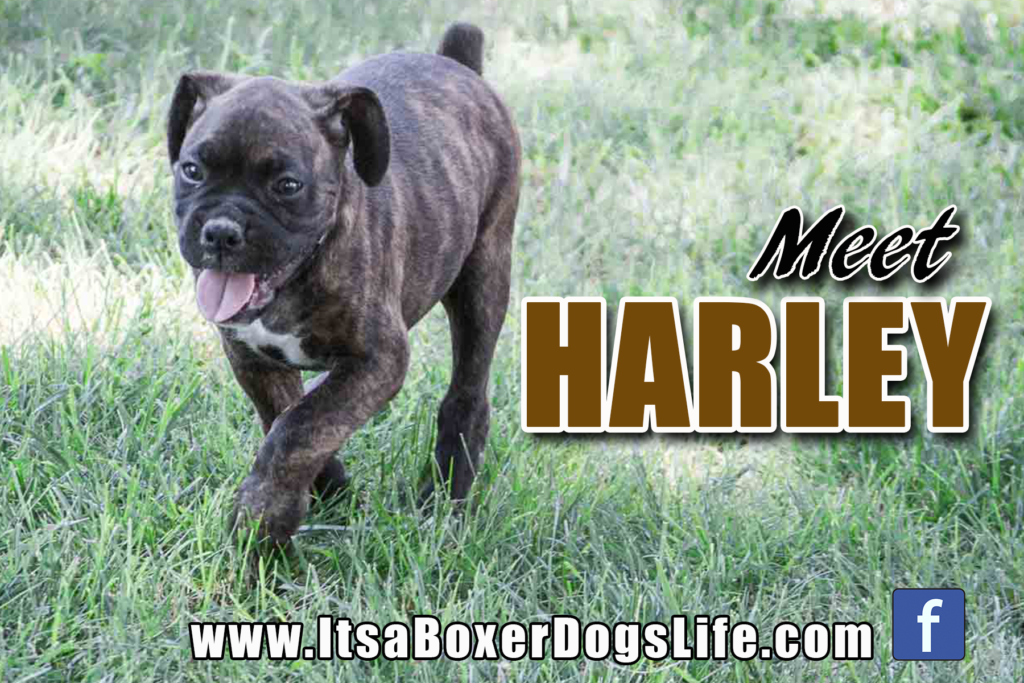 Meet Harley a brindle Boxer puppy who found his forever home with a young family. 

See other cute pictures of Boxer puppies from flashy fawns, reverse brindles, and even white Boxer puppies. 