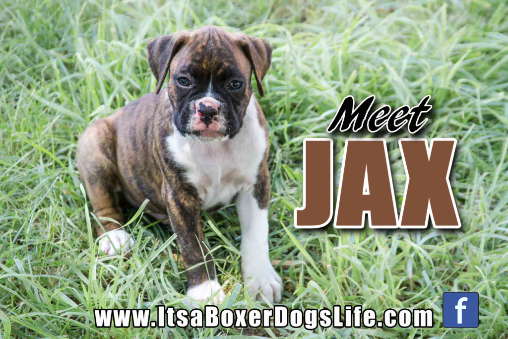 Meet Jax a sweet brindle Boxer dog pup who is such a stud. 

See other cute pictures of Boxer puppies from flashy fawns, reverse brindles, and even white Boxer puppies. 