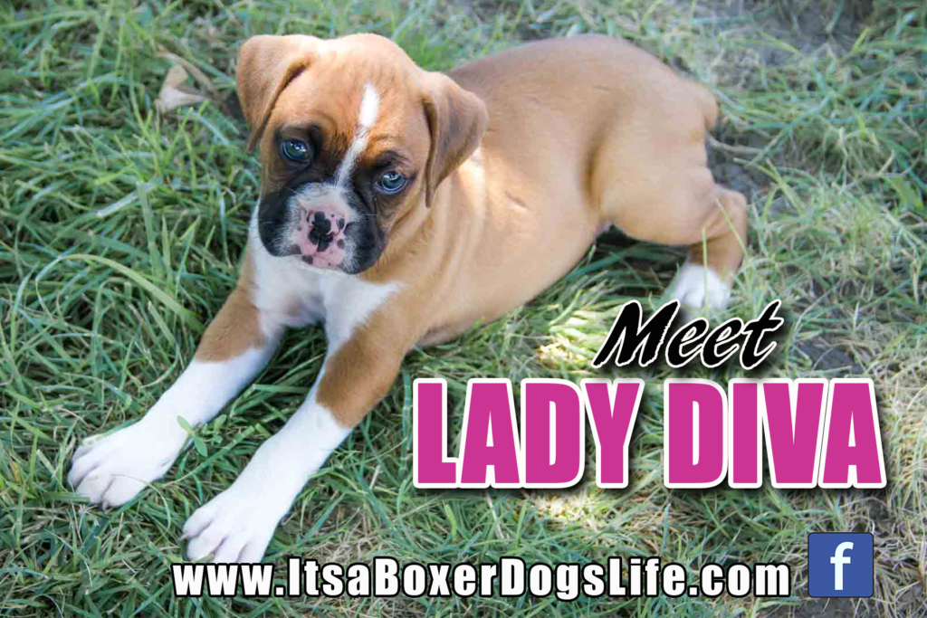 Meet Lady Diva, our fawn Boxer pup, isn't she pretty?