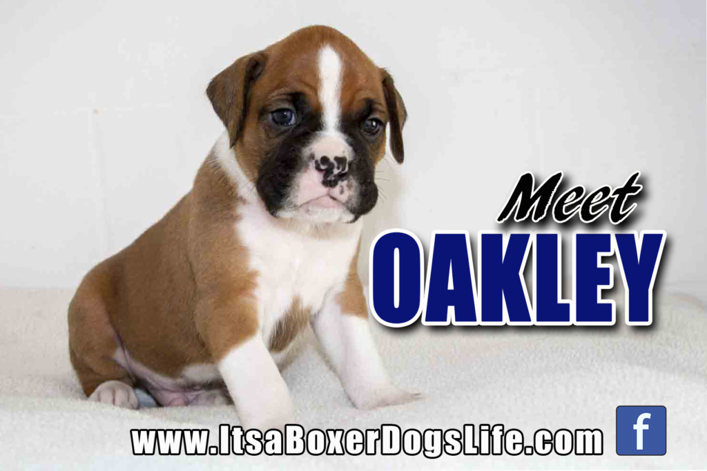 Meet Oakley a flashy fawn Boxer puppy. See other cute pictures of Boxer puppies from flashy fawns, reverse brindles, and even white Boxer puppies. 