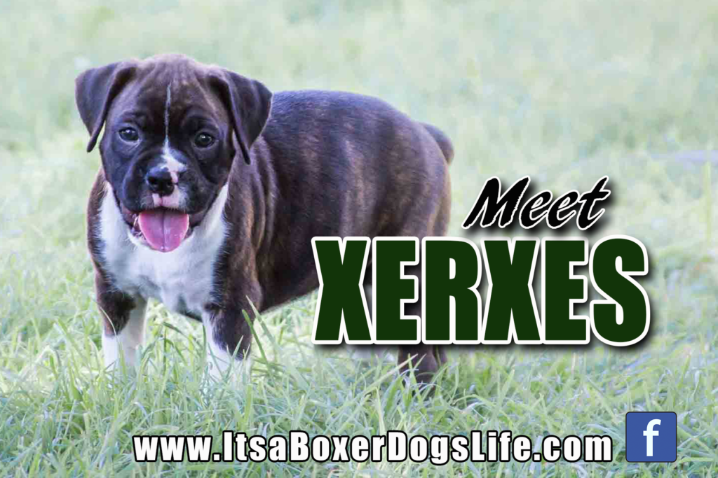 Meet Xerxes a reverse brindle Boxer puppy. See other cute pictures of Boxer puppies from flashy fawns, reverse brindles, and even white Boxer puppies. 