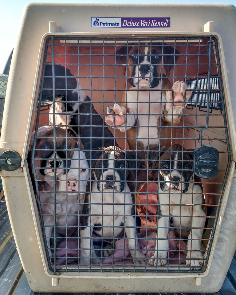 Training puppy to a crate