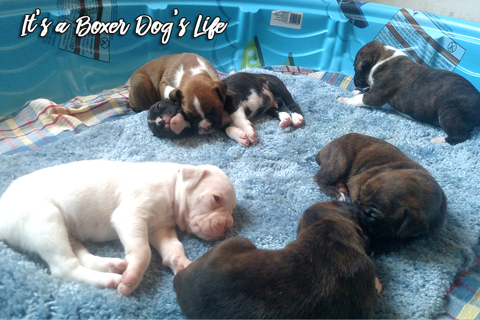 If you love Boxer dogs then these pictures of Boxer puppies will make you want to get another Boxer puppy.