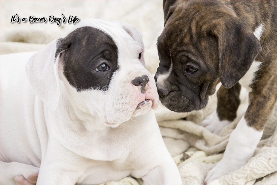 If you love Boxer dogs then these pictures of Boxer puppies will make you want to get another Boxer puppy.
