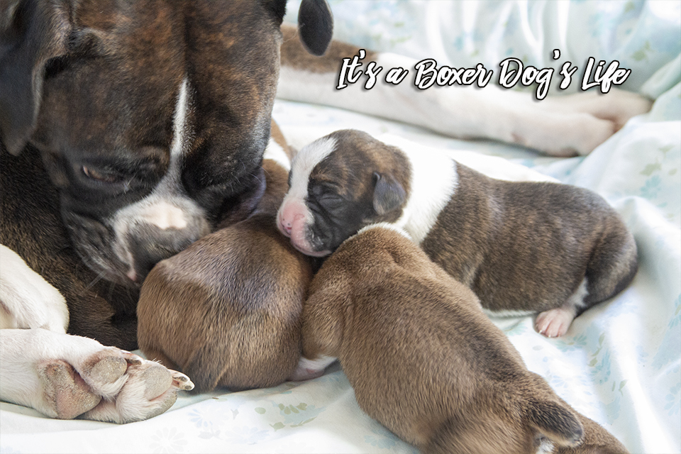If you love Boxer dogs then these pictures of Boxer puppies will make you want to get another Boxer puppy.
