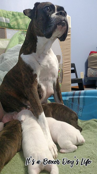 If you love Boxer dogs then these pictures of Boxer puppies will make you want to get another Boxer puppy.