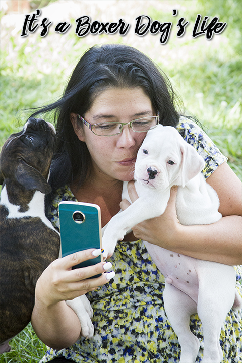If you love Boxer dogs then these pictures of Boxer puppies will make you want to get another Boxer puppy.