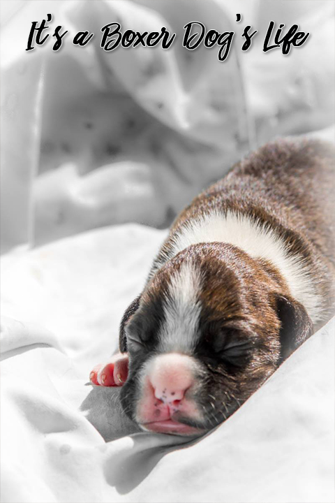 If you love Boxer dogs then these pictures of Boxer puppies will make you want to get another Boxer puppy.