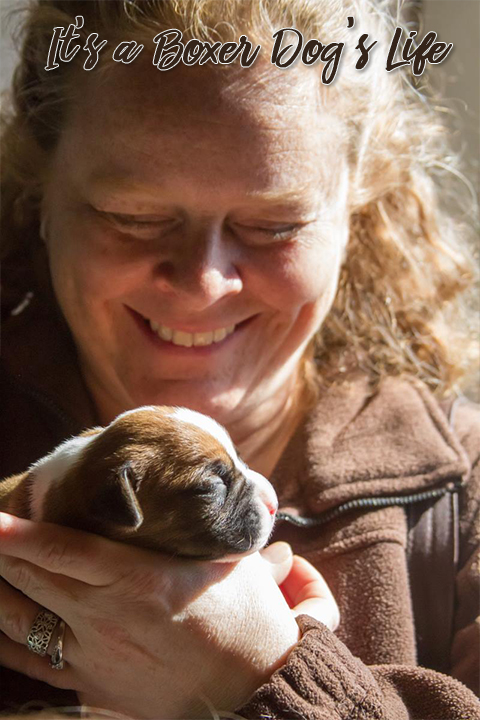 If you love Boxer dogs then these pictures of Boxer puppies will make you want to get another Boxer puppy.