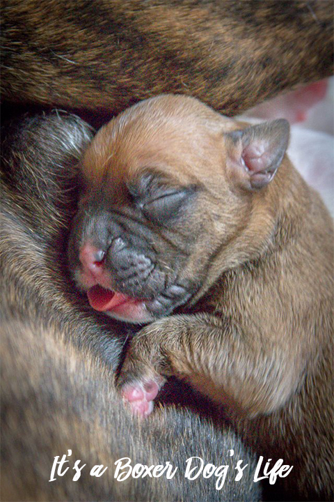 If you love Boxer dogs then these pictures of Boxer puppies will make you want to get another Boxer puppy.