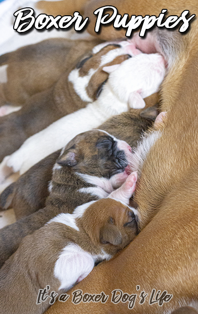 If you love Boxer dogs then these pictures of Boxer puppies will make you want to get another Boxer puppy.