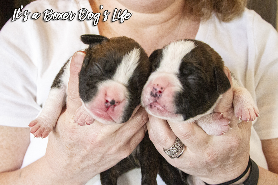 If you love Boxer dogs then these pictures of Boxer puppies will make you want to get another Boxer puppy.