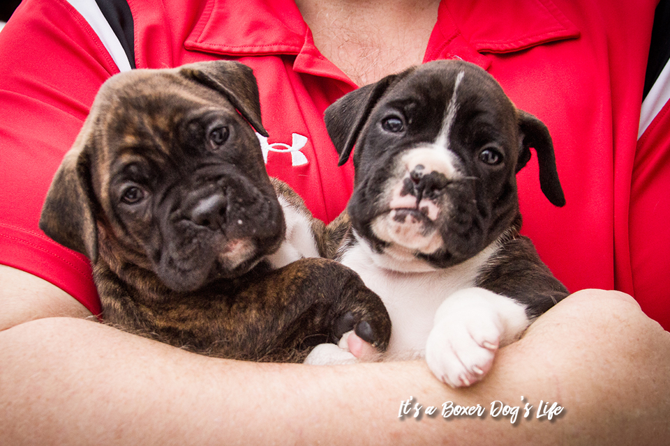 If you love Boxer dogs then these pictures of Boxer puppies will make you want to get another Boxer puppy.