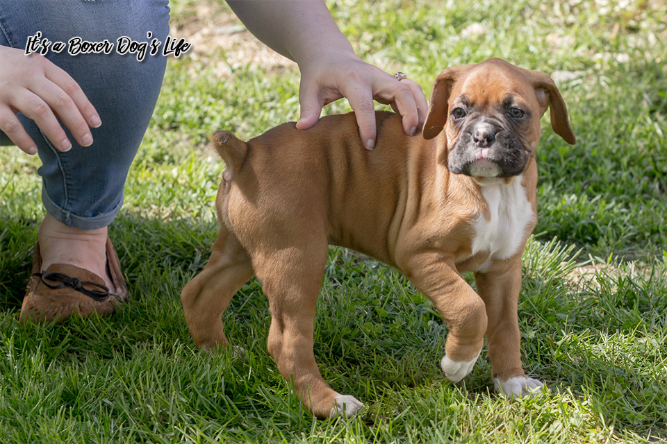 If you love Boxer dogs then these pictures of Boxer puppies will make you want to get another Boxer puppy.