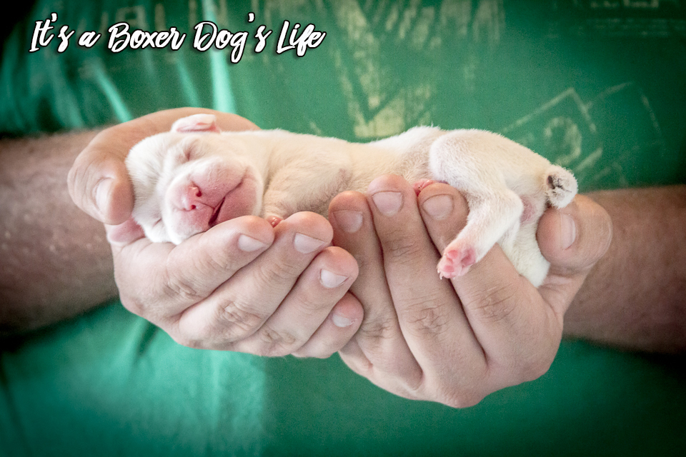 This cute Boxer puppy dog will brighten your smile and day. The white Boxer dog is greatly misunderstood, but the facts about white Boxer dogs is most are not blind, nor deaf. They do not have any more health problems than regular Boxer Dogs.