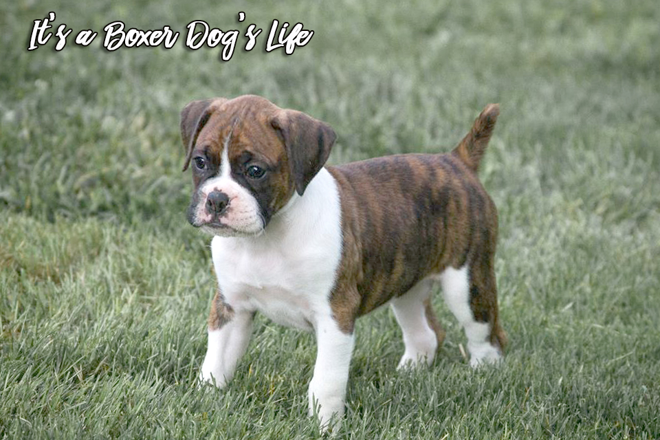 If you love Boxer dogs then these pictures of Boxer puppies will make you want to get another Boxer puppy.