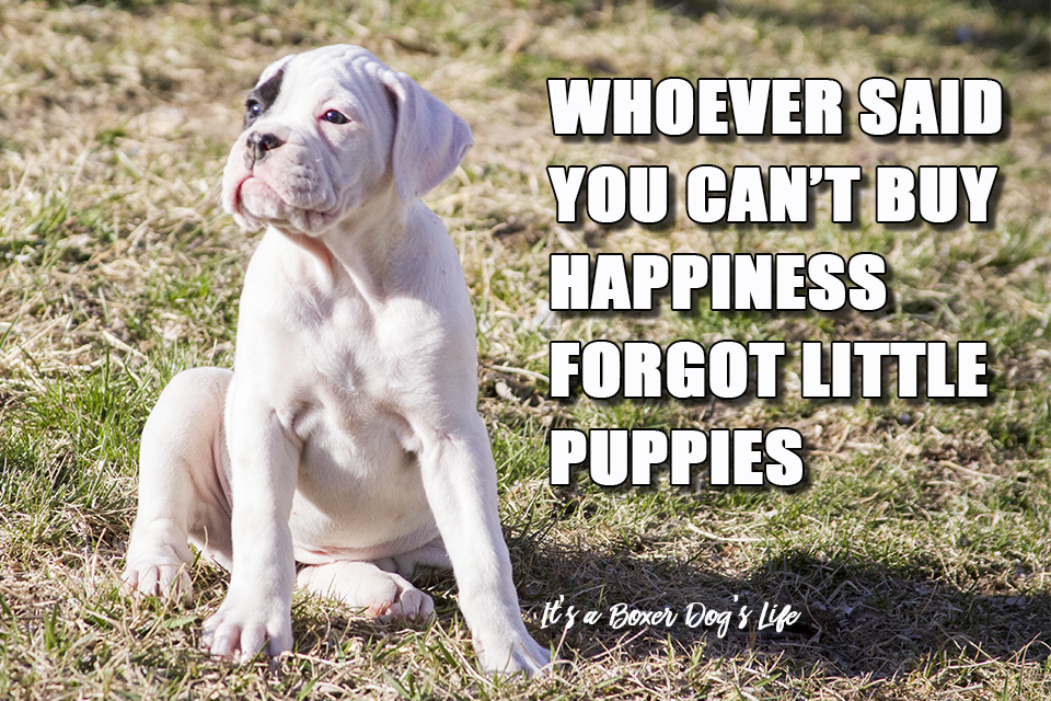 If you love Boxer dogs then these pictures of Boxer puppies will make you want to get another Boxer puppy.