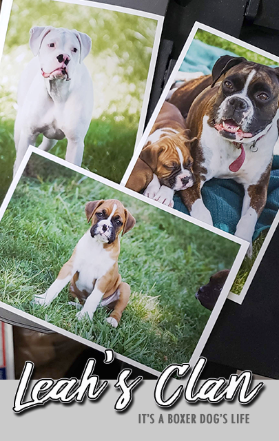 Check out how the best boxer breeders are those who go above and beyond. AKC Boxer breeders take great pride in raising high quality boxer puppies. The care about the health, temperment of their puppies and do early puppy training, socialization and early nuerostimulation. 