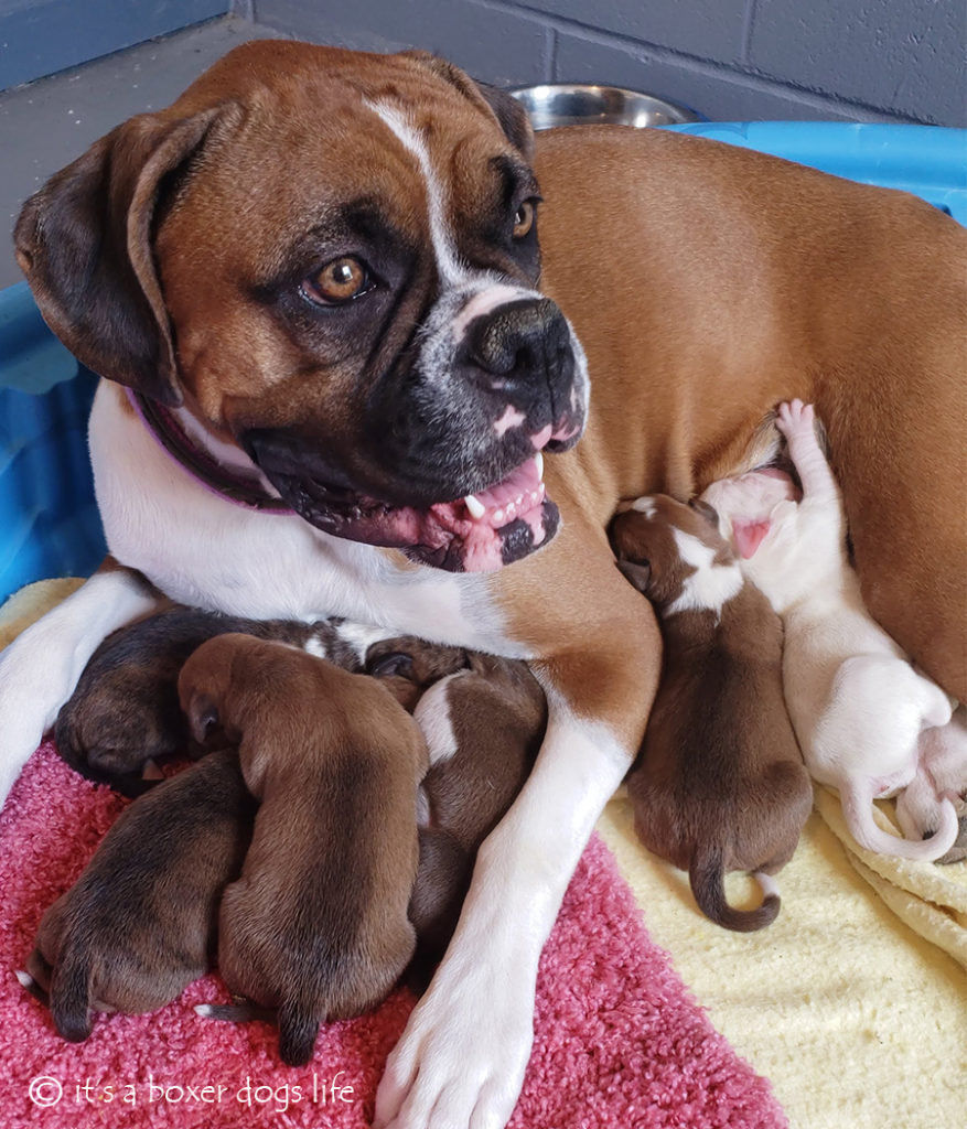 If you love Boxer dogs then these pictures of Boxer puppies will make you want to get another Boxer puppy.