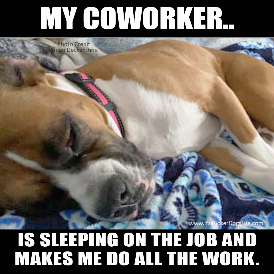 Social distancing has now increased the working from home jobs available. Dogs are now our coworkers and complaints to human resources have changed. These funny dog memes give some of the challenges of the new working from home jobs which are increasing every day. 