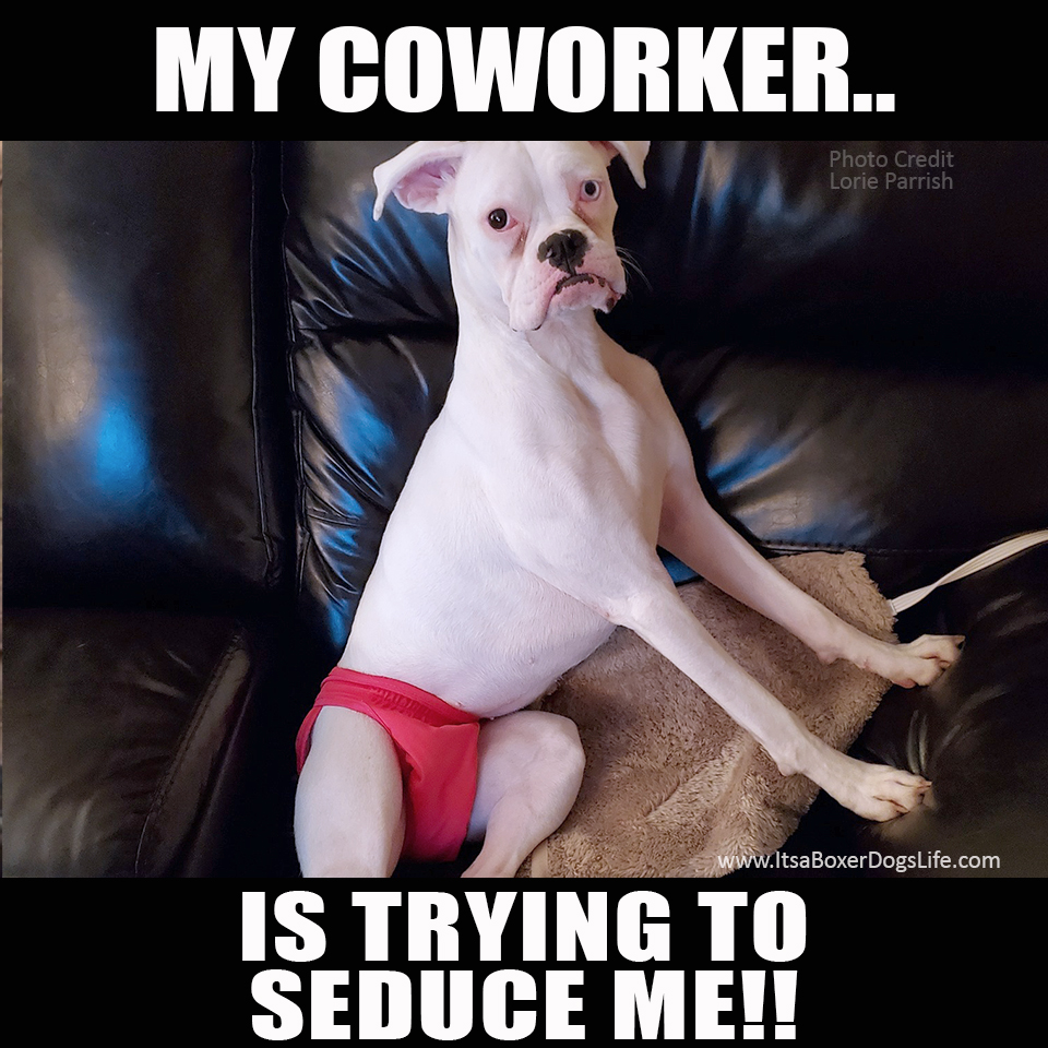 Social distancing has now increased the working from home jobs available. Dogs are now our coworkers and complaints to human resources have changed. These funny dog memes give some of the challenges of the new working from home jobs which are increasing every day. 