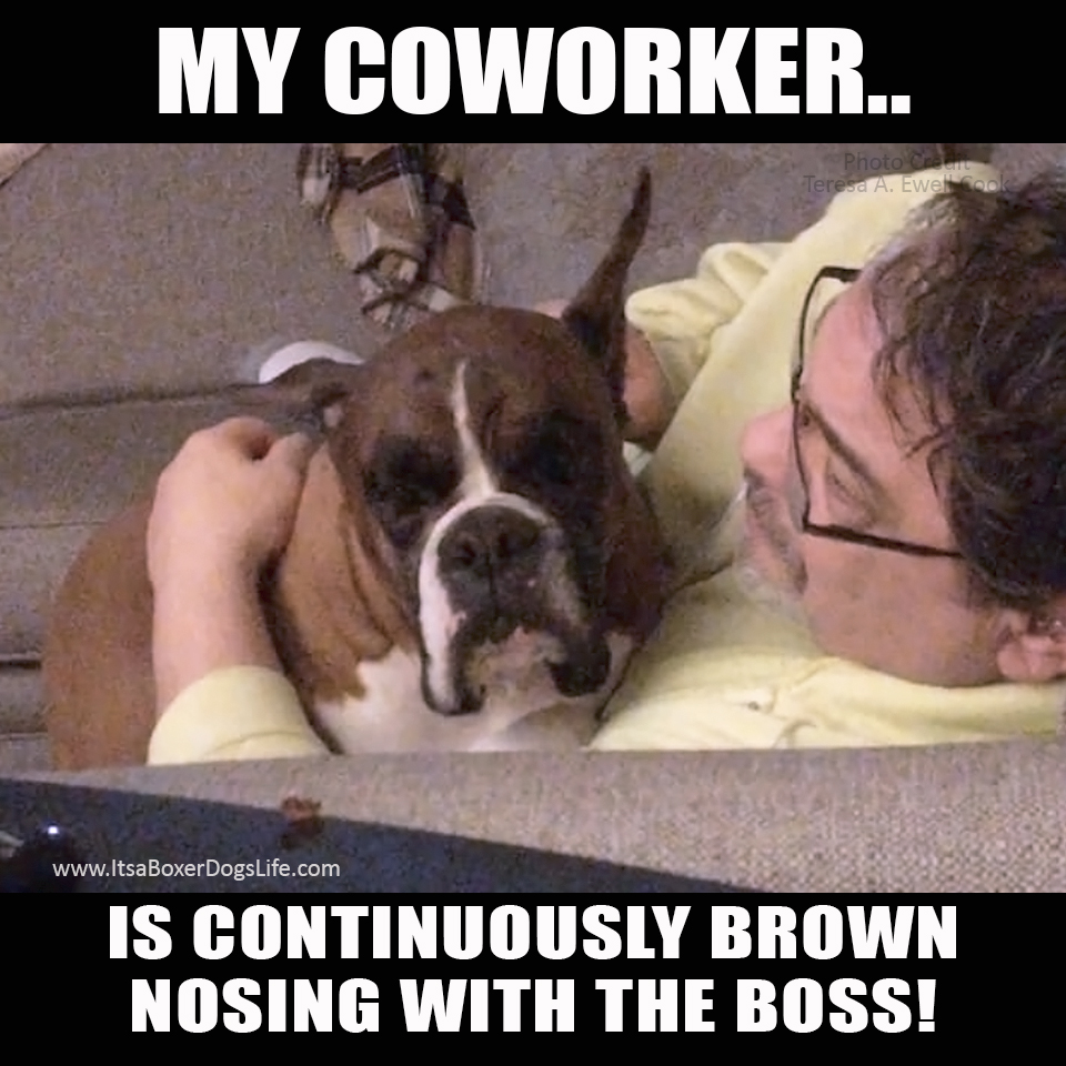 Social distancing has now increased the working from home jobs available. Dogs are now our coworkers and complaints to human resources have changed. These funny dog memes give some of the challenges of the new working from home jobs which are increasing every day. 