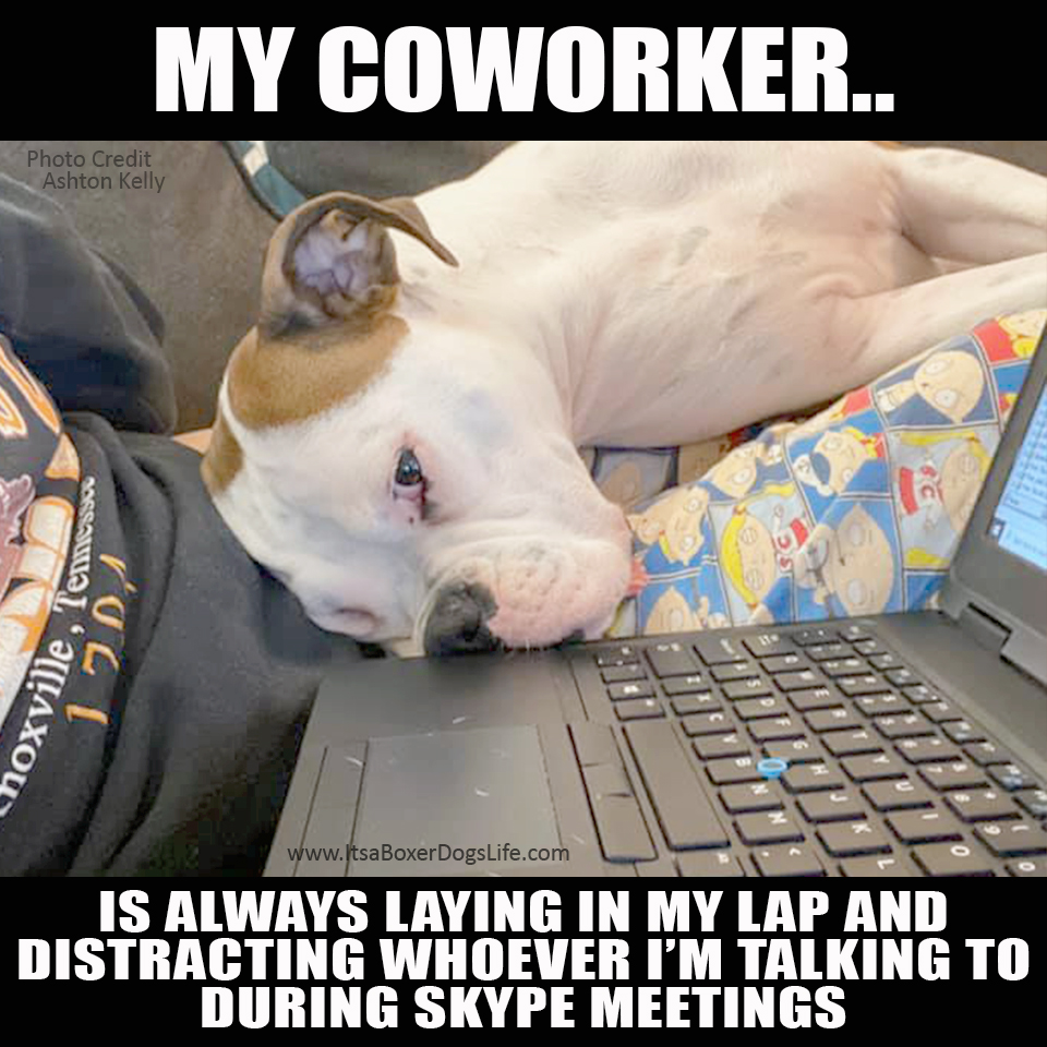 Social distancing has now increased the working from home jobs available. Dogs are now our coworkers and complaints to human resources have changed. These funny dog memes give some of the challenges of the new working from home jobs which are increasing every day. 